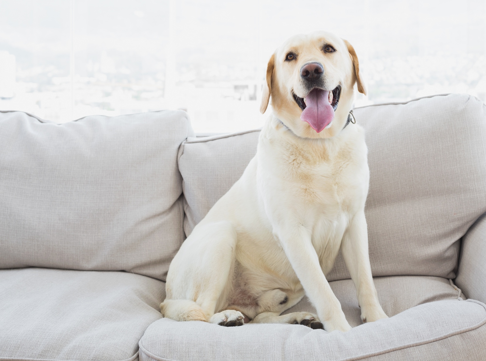 How to Keep a House Clean With Dogs: 10 