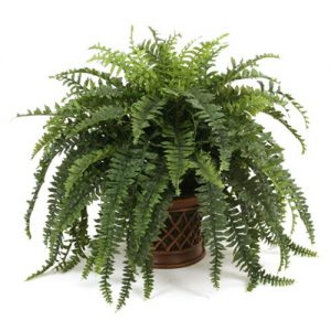 Boston Fern