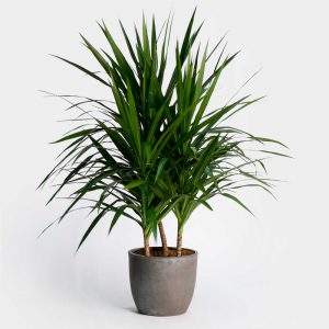 Dracaena