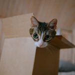 cat in box