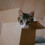 cat in box