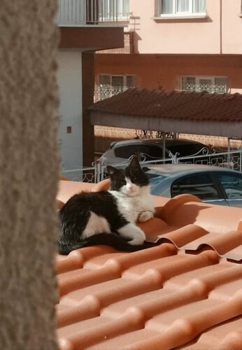 A black and white cat lying comfortably on red roof tiles in a sunny neighborhood.
