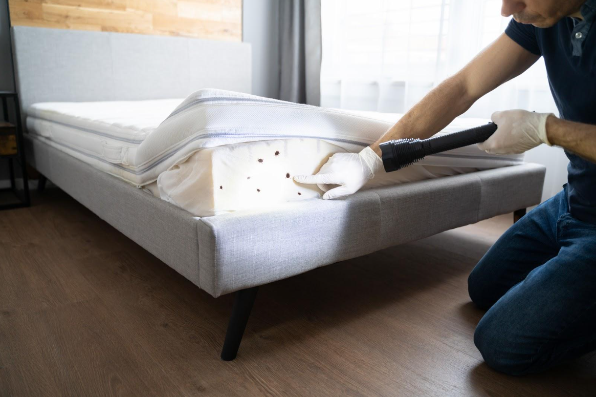 Causes of Bed Bug Infestations Causes of Bed Bug Infestations