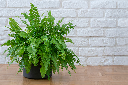 Purify your home’s air with Boston ferns