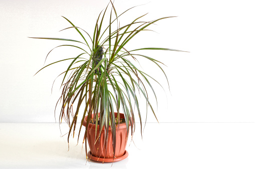 Purify your home’s air with Dracaena