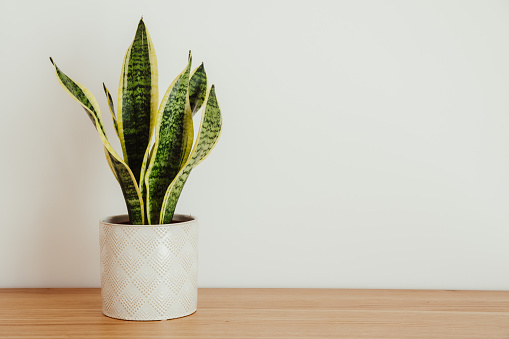 Purify your home’s air with Mother-in-law Tongue
