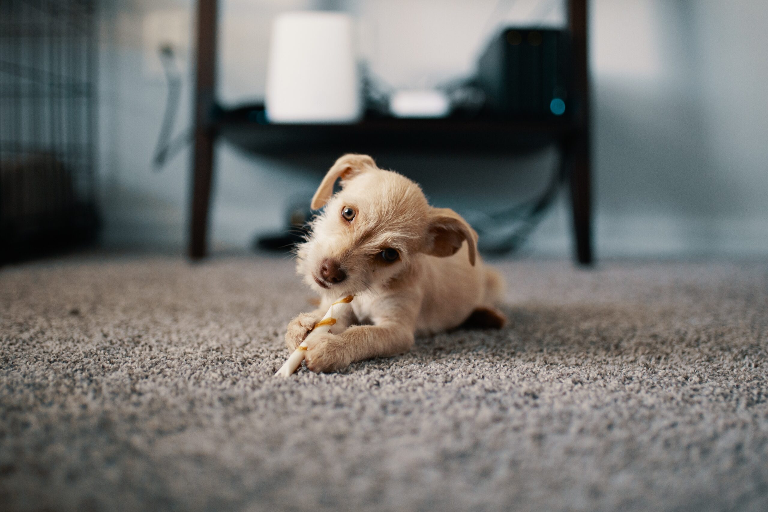 cute dog sitting on a carpeted floor
